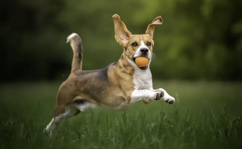 Cão Beagle correndo no gramado com bola na boca