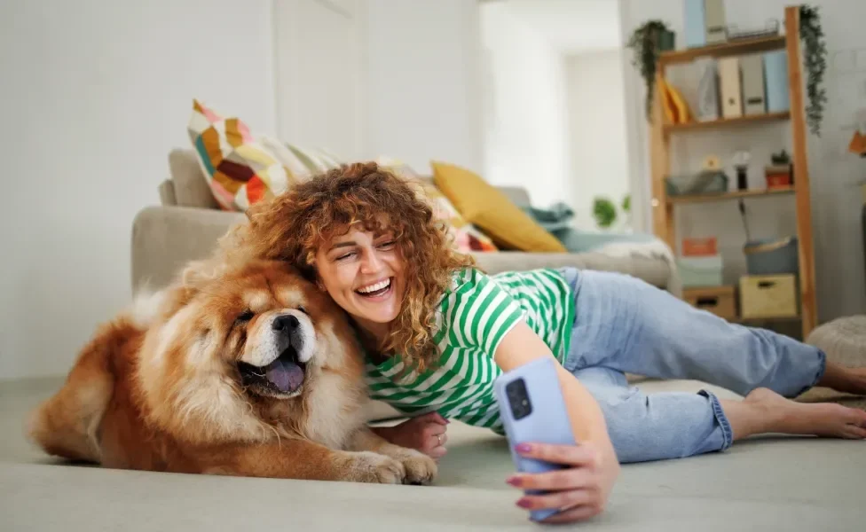 Cão Chow Chow se divertindo com tutora dentro de casa