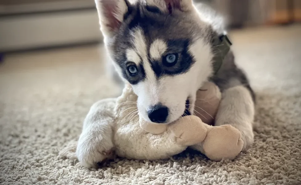 Cão Husky Siberiano mordendo uma pelúcia