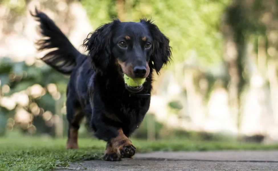 Cão Dachshund segurando bolinha na boca