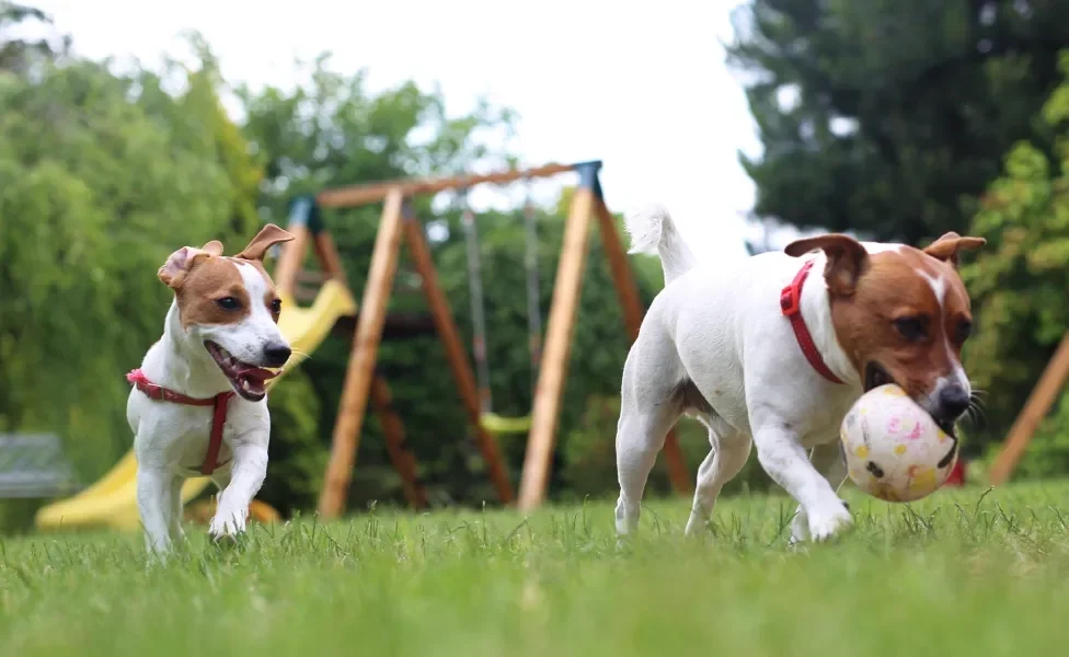 Cães da raça Jack Russel Terrier brincando com bola em parque