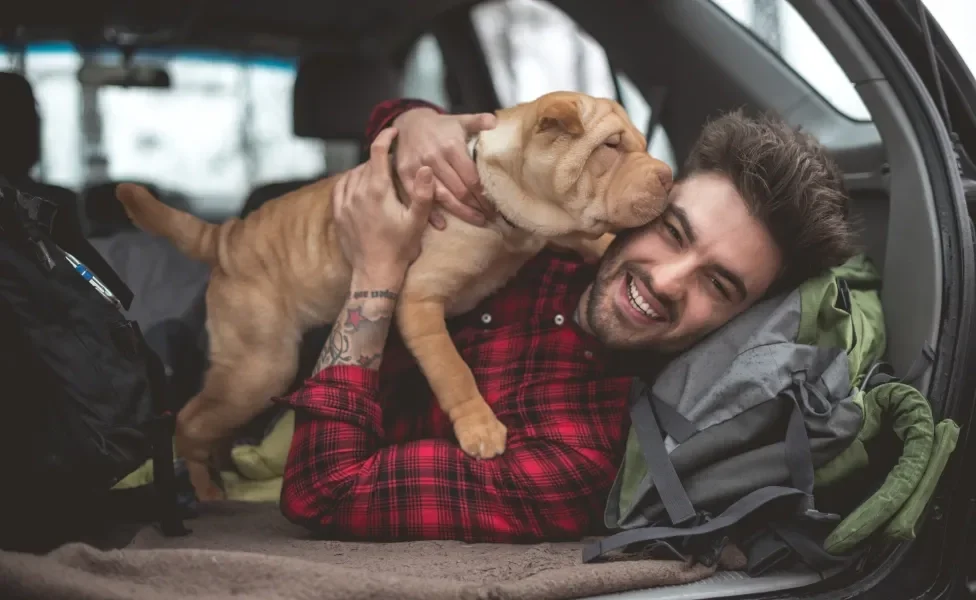 Cão SharPei brincando com tutor dentro de carro