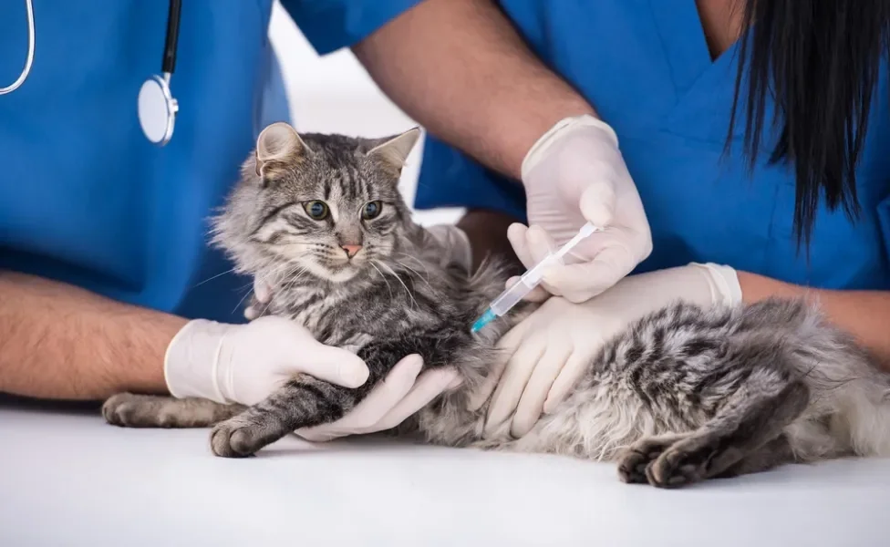 gato tomando vacina para raiva felina