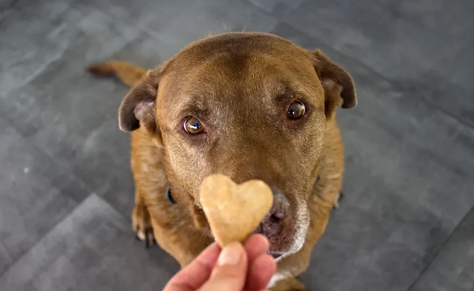 Cachorro recebendo biscoito em forma de coração