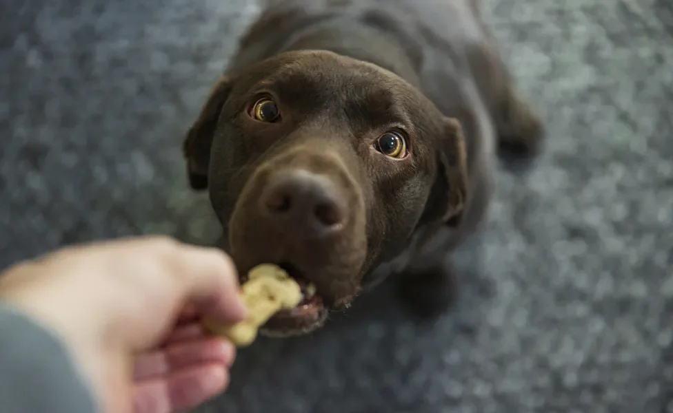 Cachorro comendo biscoito da mão de tutor