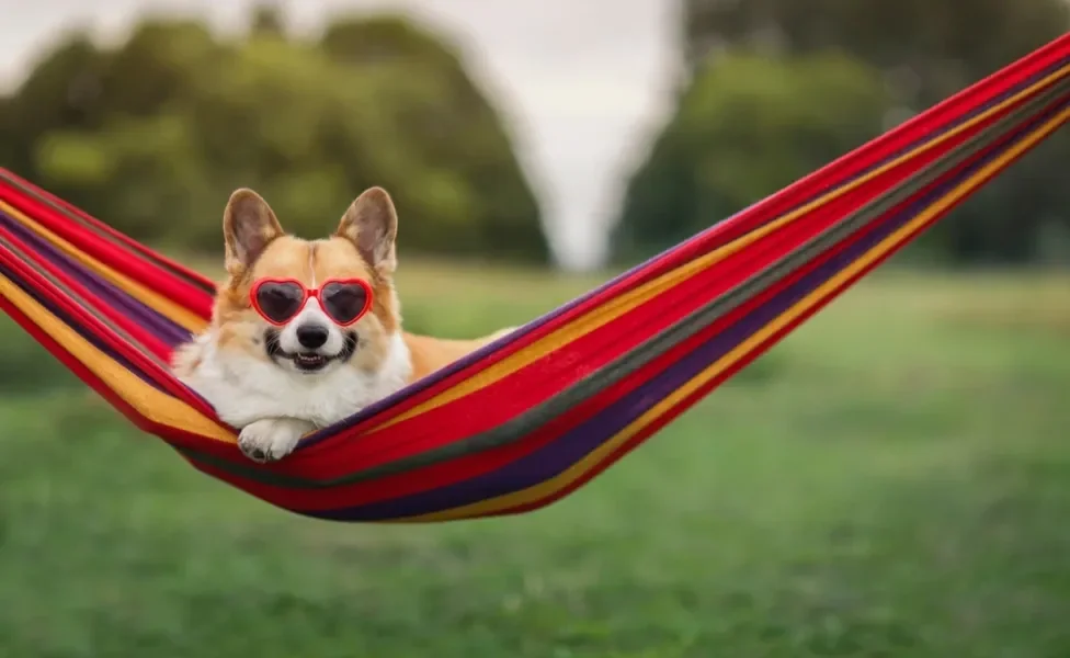 cachorro deitado na rede para cachorro