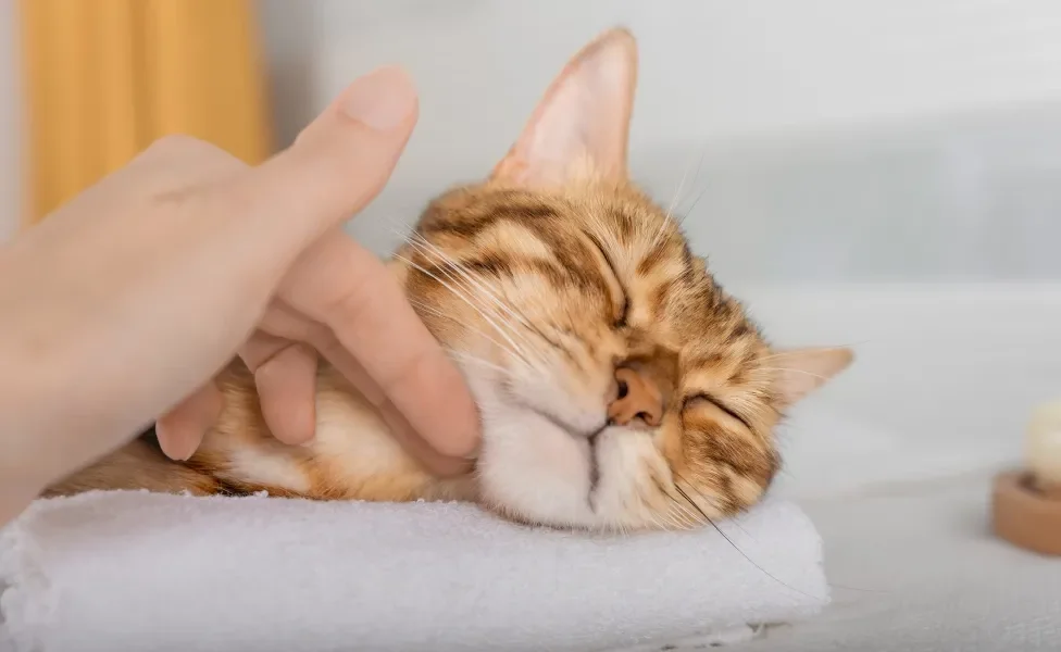 Gato laranja relaxado recebendo tratamento confortável