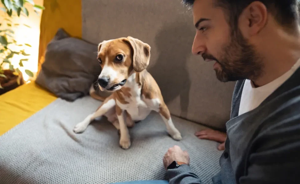 Dono ensinando cachorro sentado em sofá