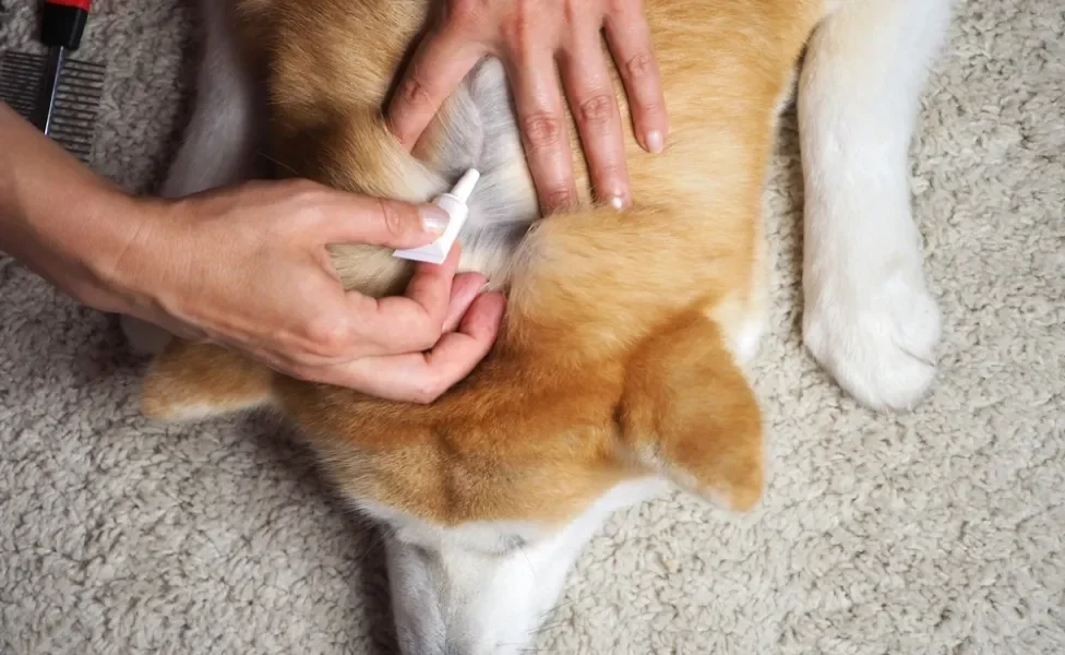 remédio de carrapato para cachorro