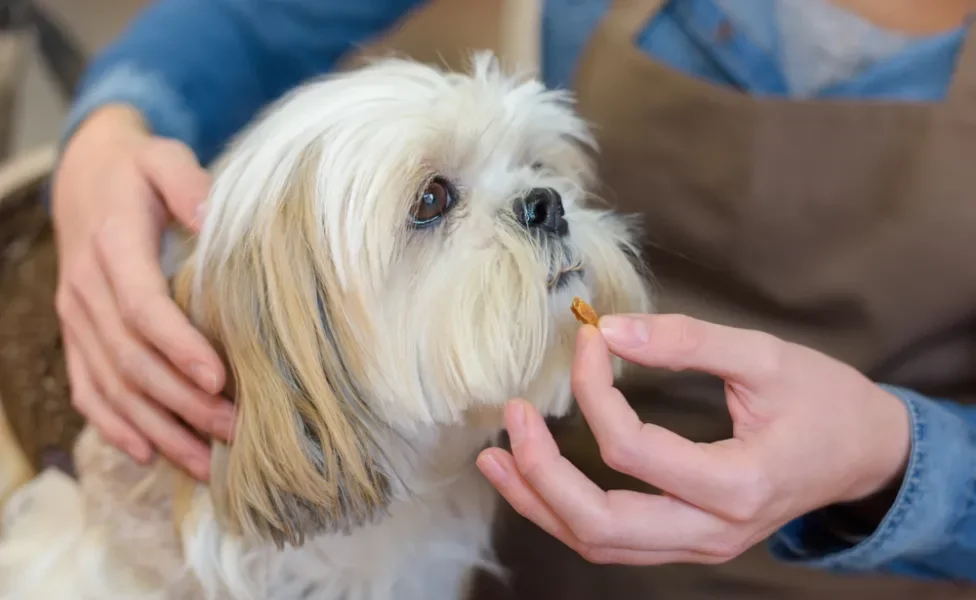 dono dando remédio para carrapato em cachorro