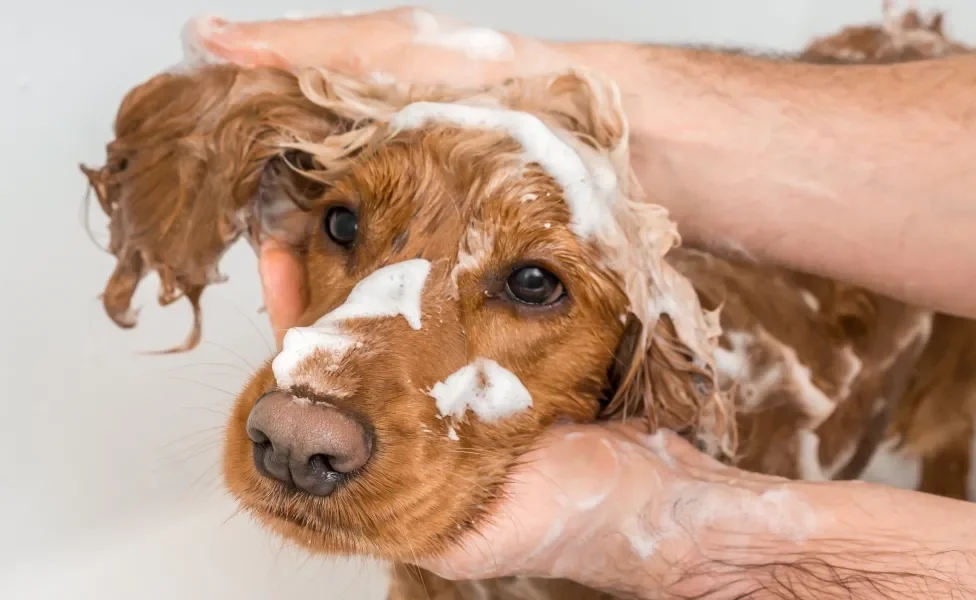 Cachorro peludo tomando banho com espuma no rosto