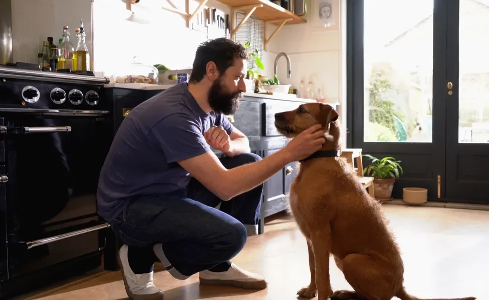 Tutor agachado na altura de cão acariciando-o dentro de uma cozinha