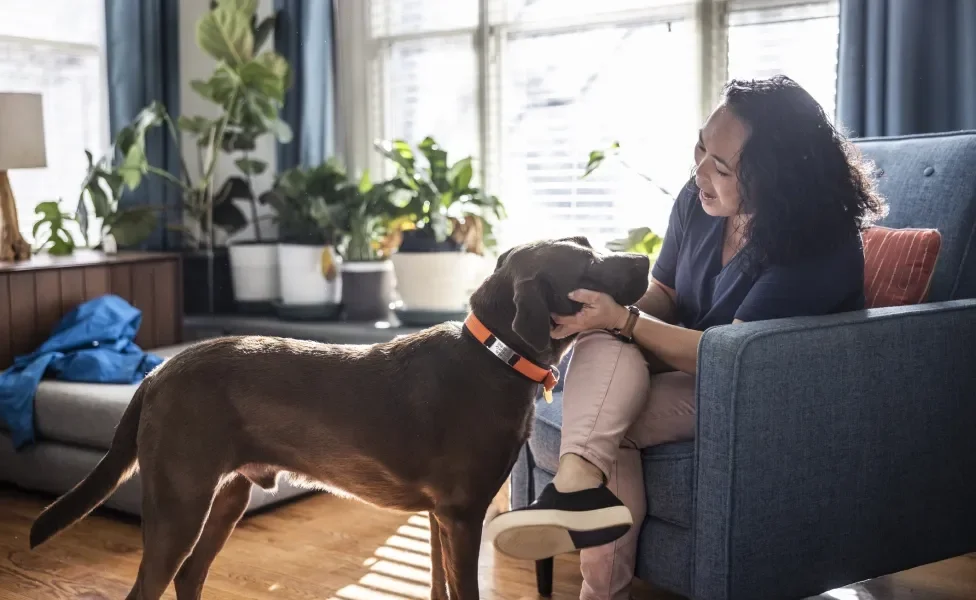 Tutora acaricia e acalma cachorro no meio de sala de estar