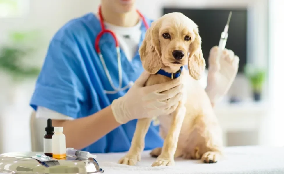 cachorro abandonado recebendo vacina no veterinário