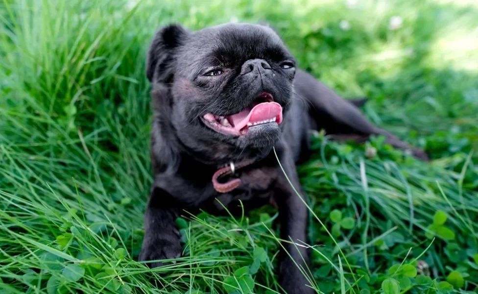 respiração do cachorro: pug com boca aberta e língua de fora