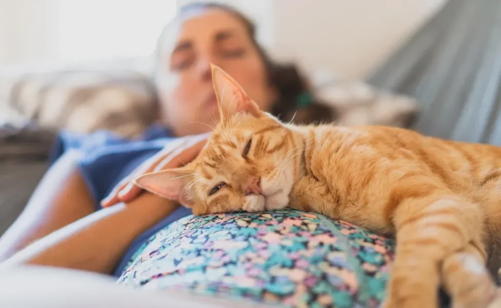 gato laranja deitado em cima da barriga da dona