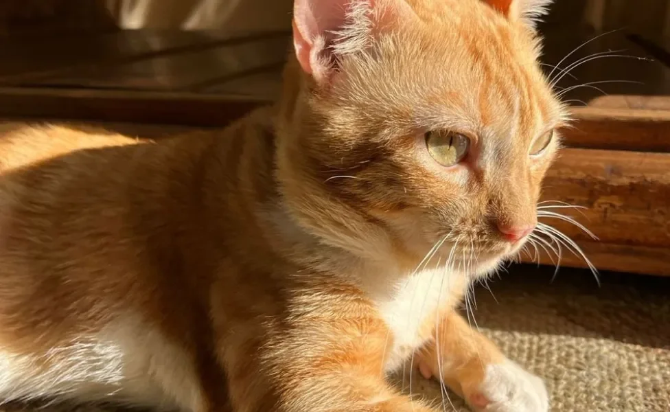 gato laranja de olhos claros no sol