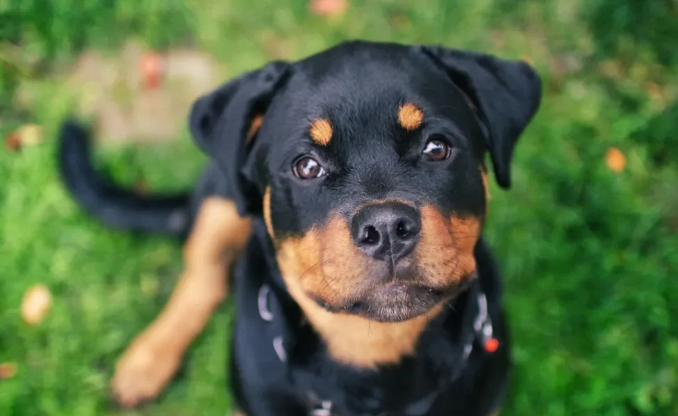 Rottweiler sentado na grama