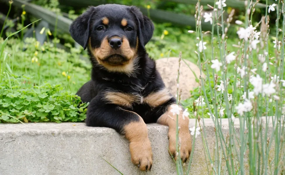 rottweiler filhote deitado com as patas apoiadas em uma calçada