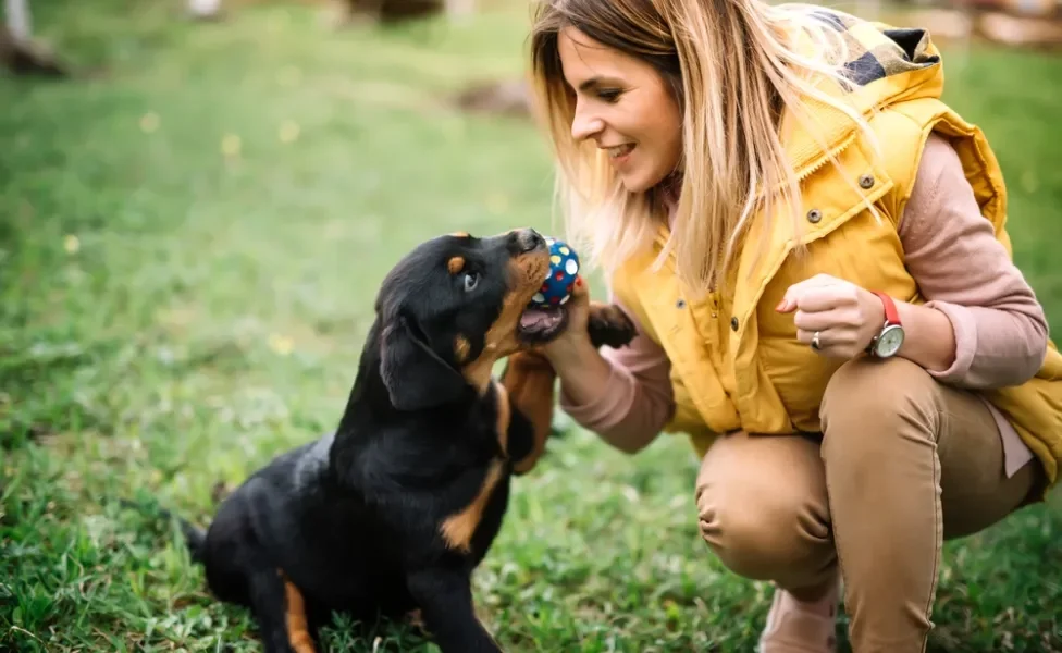 tutora dando bolinha na boca de cachorro rottweiler