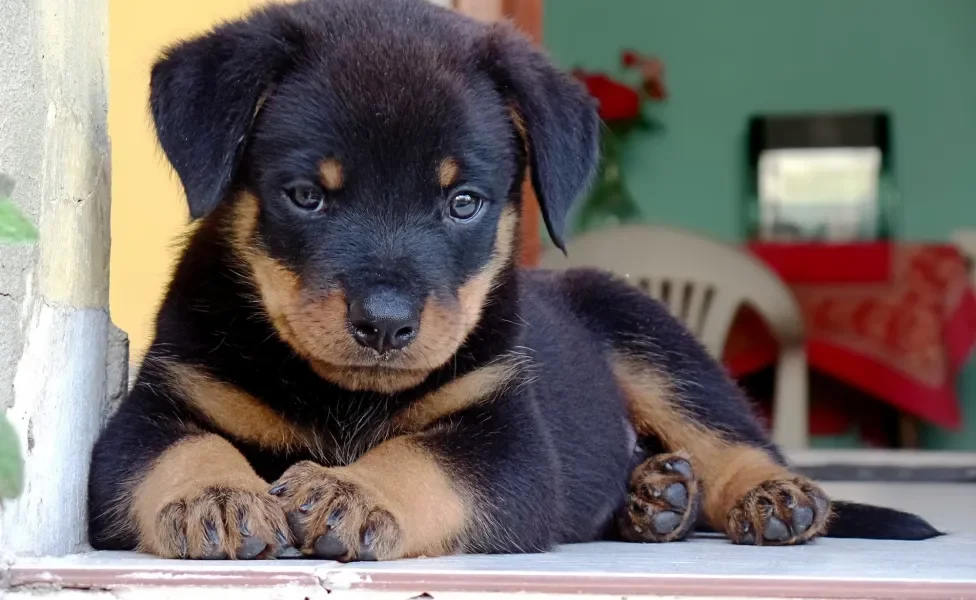 Filhote de Rottweiller deitado