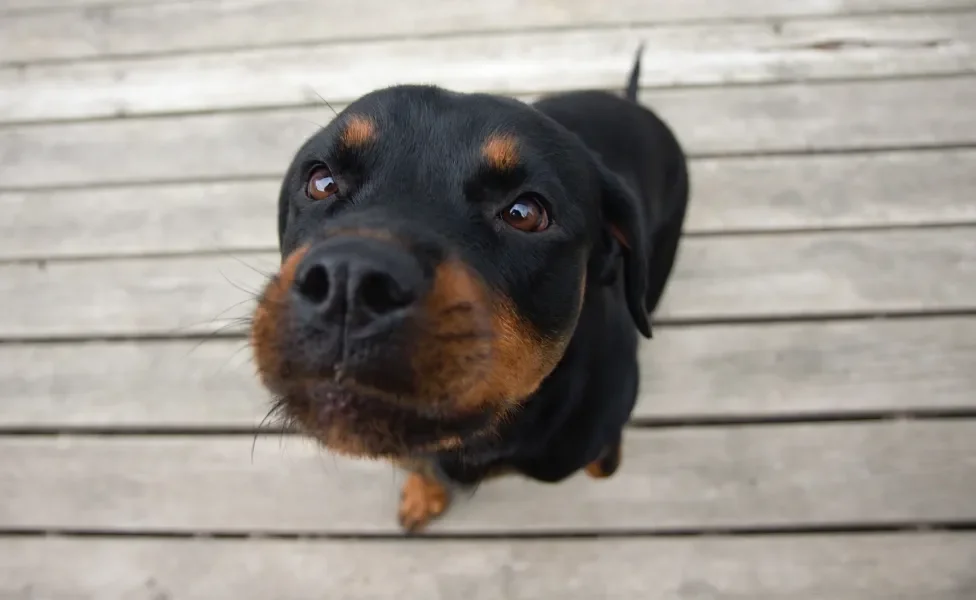 Rottweiler olhando para a cãmera