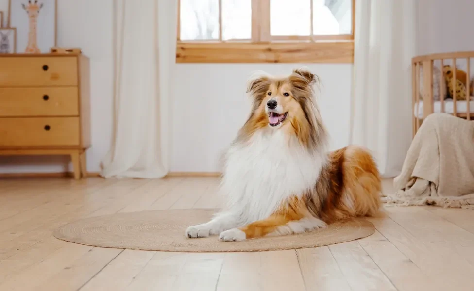 cachorro rough collie sentado no chão do quarto