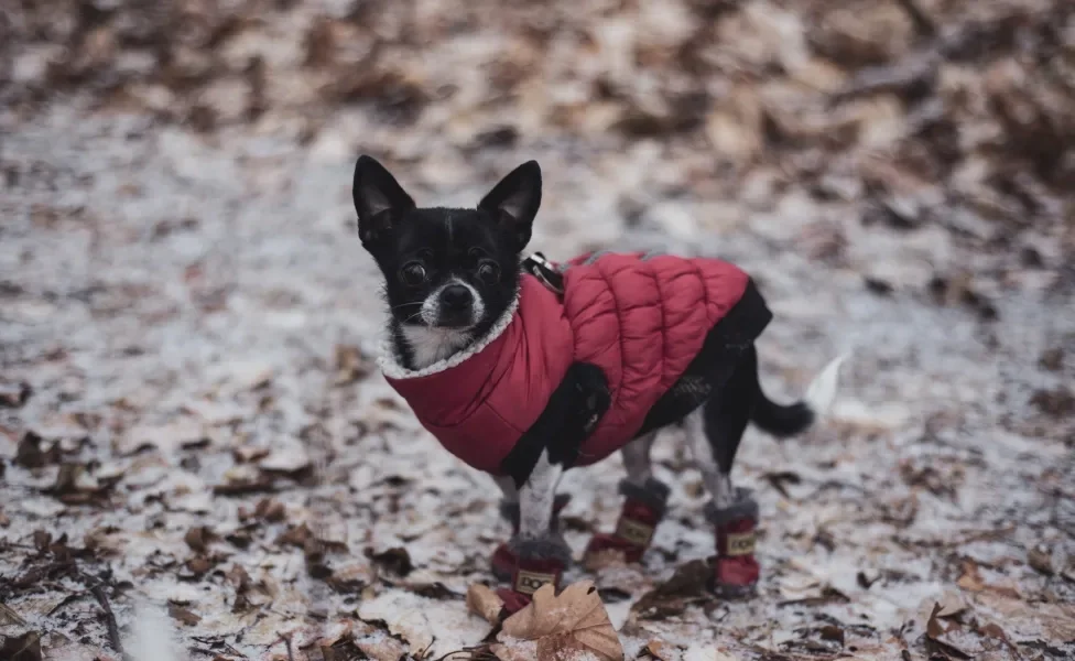 Cãozinho Chihuahua usando casaco vermelho