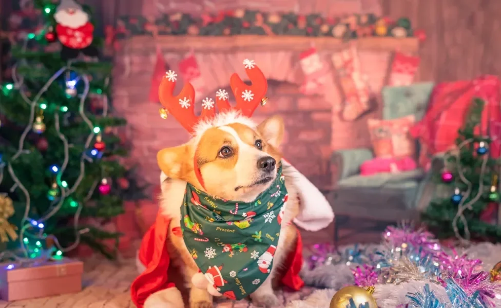 Cachorro repleto de adereços de Natal