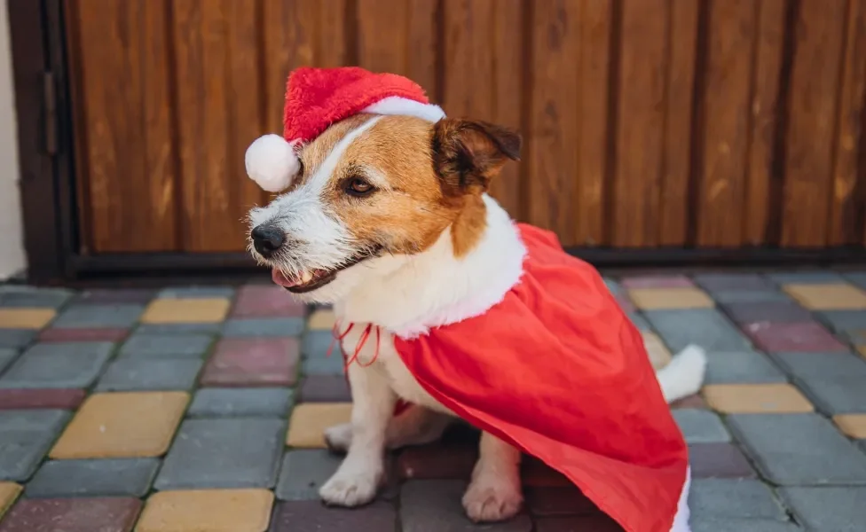 Cachorro fantasiado de Papai Noel