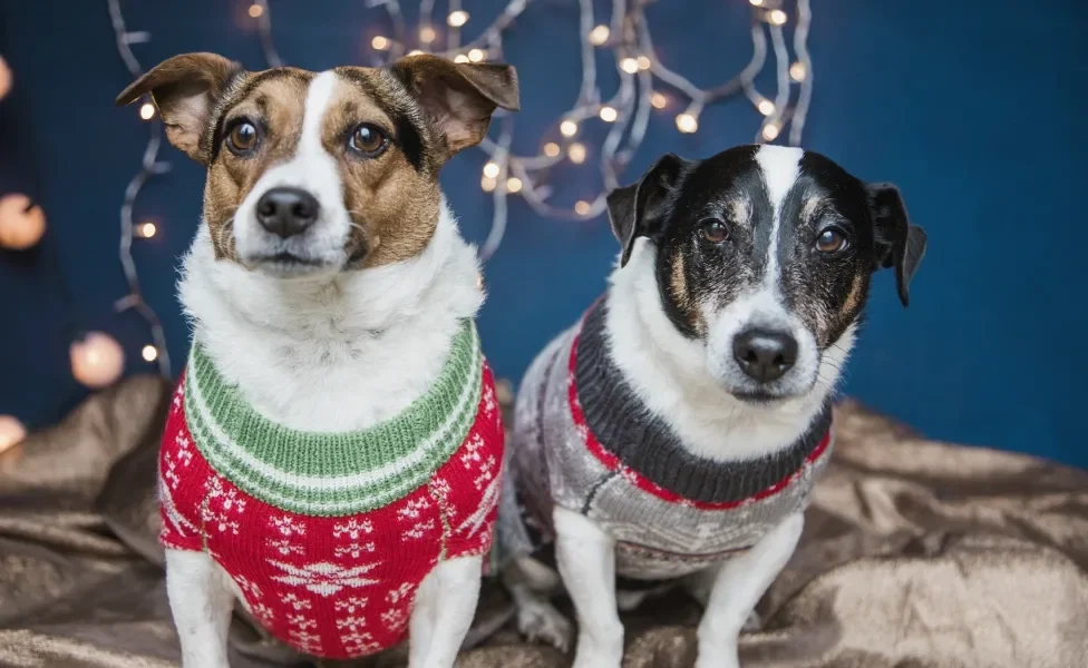 Cachorros usando roupas típicas de Natal