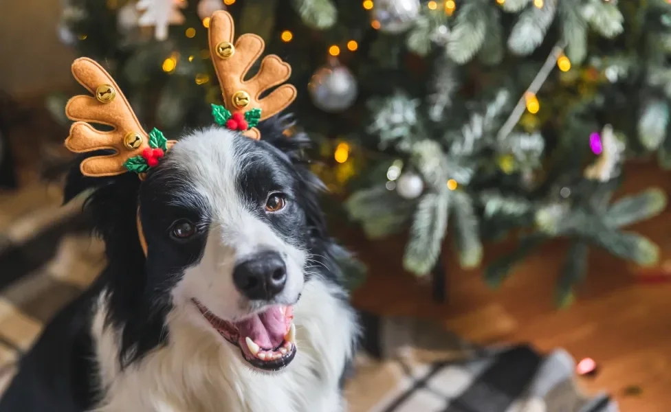 Cachorro usando acessório de rena no Natal