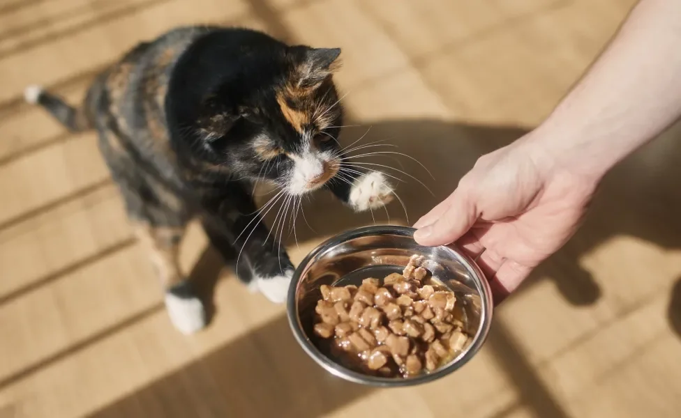 felino tentando encostar no pote com sachê para gatos