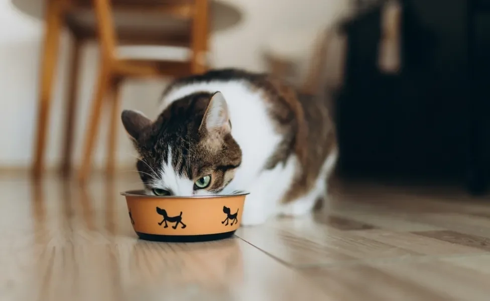 felino comendo sachê para gatos 