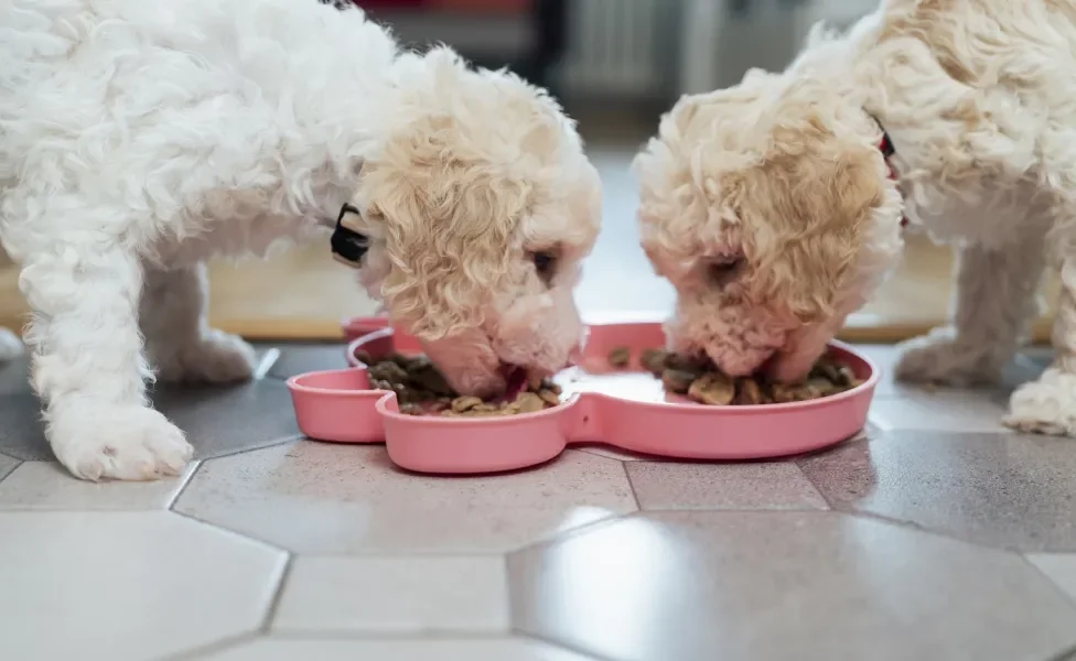 dois cães comendo sachê para cachorro