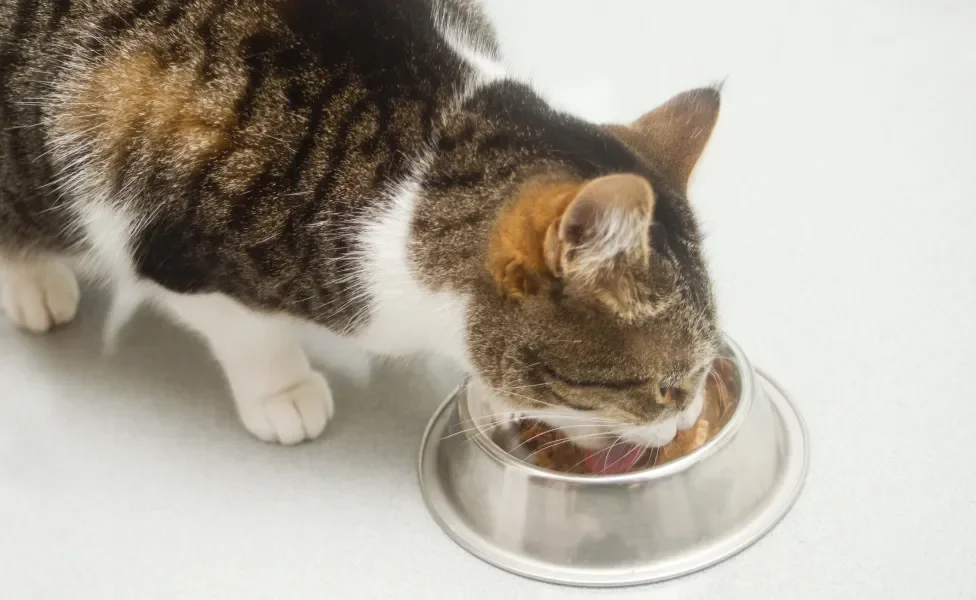 Gato comendo ração em pote prateado