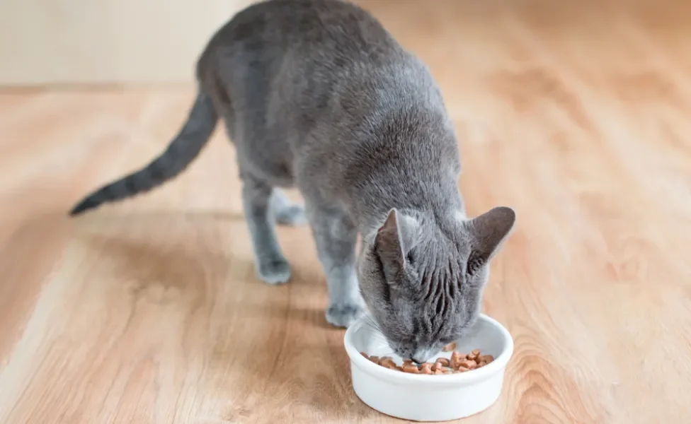 gato comendo sachê dentro de potinho