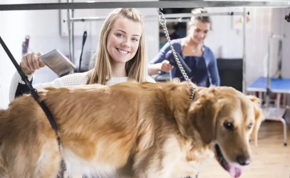 Cão Golden Retriever sendo tosado por duas mulheres