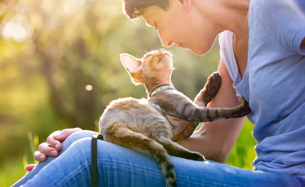 Gato Devon Rex no colo de tutora