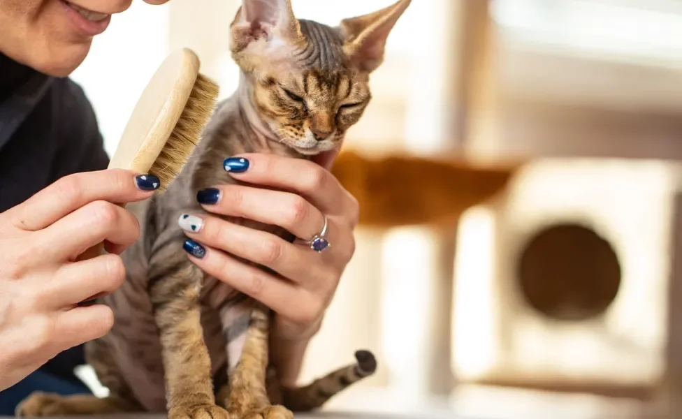 Gato Devon Rex tendo pelo escovado por tutora