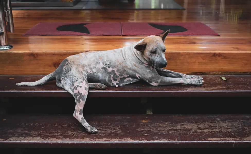 cachorro deitado em escada com pele vermelha e queda de pelo