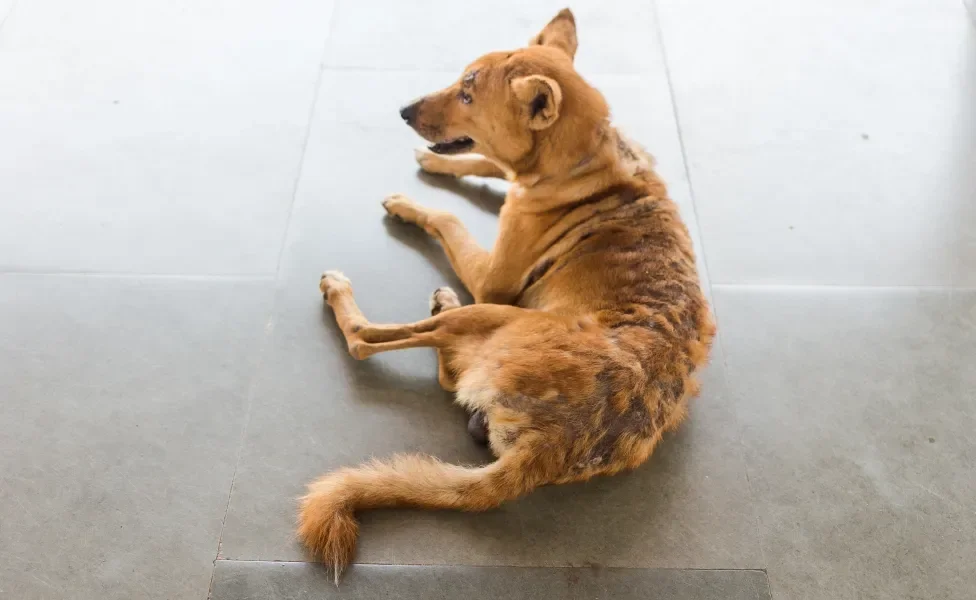 cachorro caramelo deitado com queda de pelo