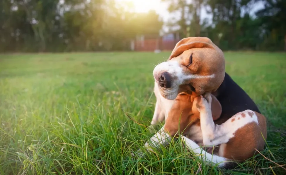 Beagle sentado em gramado se coçando