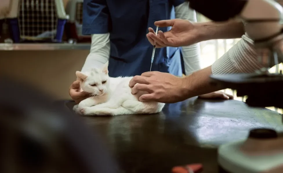 Gato branco pequeno em consultório tomando vacina pelas mãos de veterinário