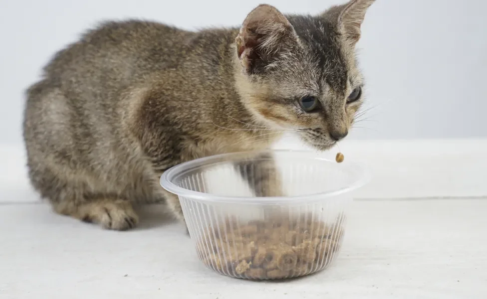 Gatinho filhote comendo ração em pote de plástico