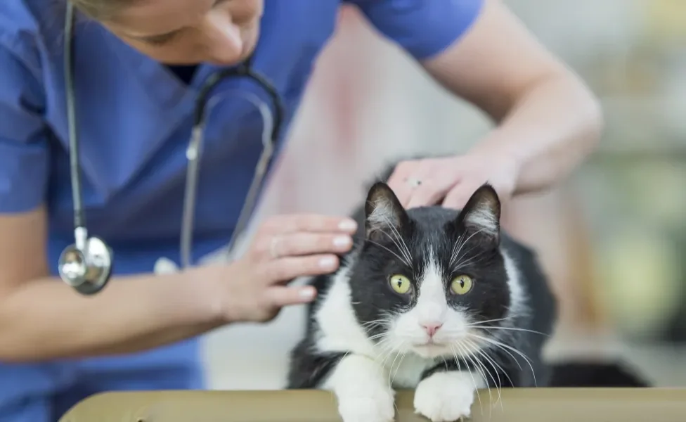 Veterinária examinando gato preto e branco