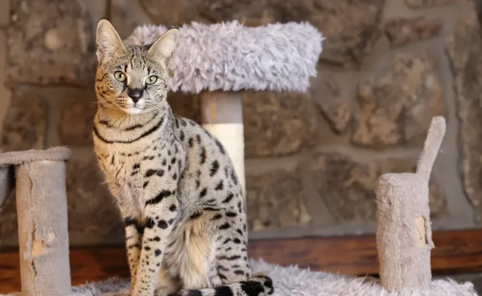 gato Savannah sentado em arranhador