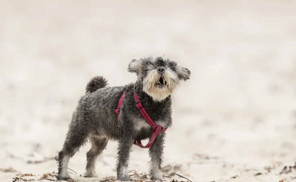 latido de cachorro Schanauzer na praia