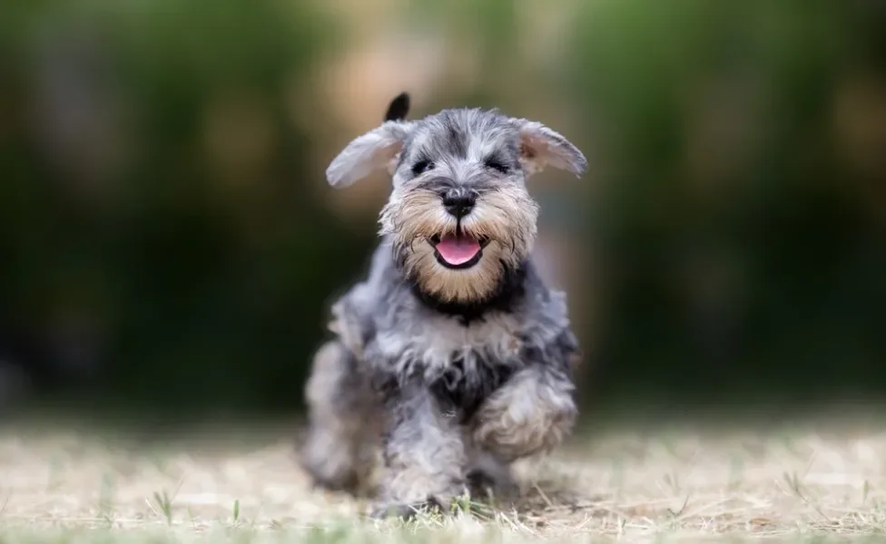 cachorro schnauzer correndo com boca aberta