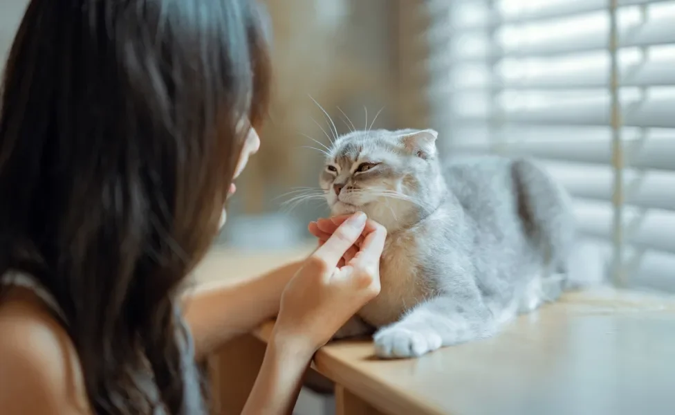 Scottish Fold sendo acariciado no rosto por mulher